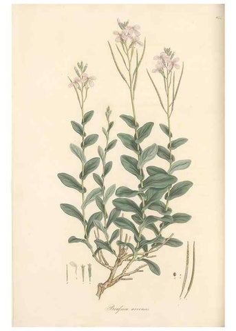 Reproducción/Reproduction 49557254223: Flora Graeca, sive, Plantarum rariorum historia, quas in provinciis aut insulis Graeciae /. Londini :Typis Richardi Taylor et socii, in Vico Shoe-Lane :MDCCCVI-MDCCCXL [1806-1840].. 