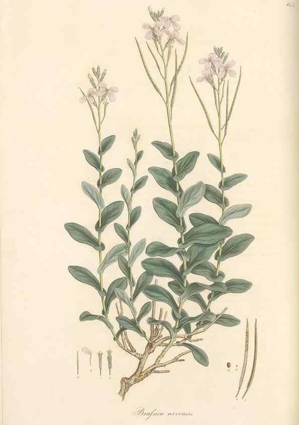 Reproducción/Reproduction 49557254223: Flora Graeca, sive, Plantarum rariorum historia, quas in provinciis aut insulis Graeciae /. Londini :Typis Richardi Taylor et socii, in Vico Shoe-Lane :MDCCCVI-MDCCCXL [1806-1840].. 