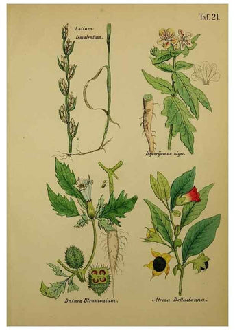Reproducción/Reproduction 49578950456: Anleitung zu Anbau, Ernte und Verwendung der Arzneipflanzen.. Stuttgart,im Selbstverlag des Verfassers,1876.. 