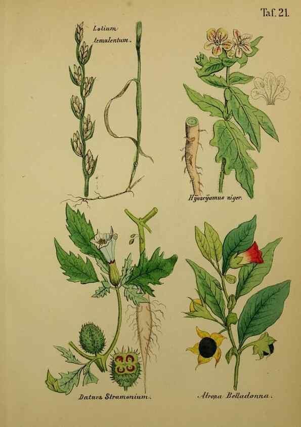 Reproducción/Reproduction 49578950456: Anleitung zu Anbau, Ernte und Verwendung der Arzneipflanzen.. Stuttgart,im Selbstverlag des Verfassers,1876.. 