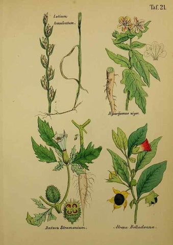 Reproducción/Reproduction 49578950456: Anleitung zu Anbau, Ernte und Verwendung der Arzneipflanzen.. Stuttgart,im Selbstverlag des Verfassers,1876.. 