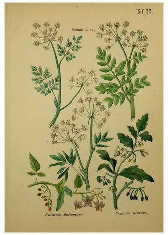 Reproducción/Reproduction 49578445803: Anleitung zu Anbau, Ernte und Verwendung der Arzneipflanzen.. Stuttgart,im Selbstverlag des Verfassers,1876.. 