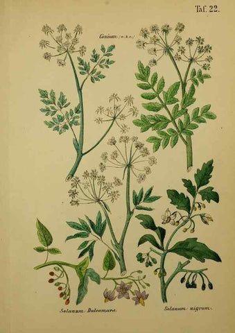 Reproducción/Reproduction 49578445803: Anleitung zu Anbau, Ernte und Verwendung der Arzneipflanzen.. Stuttgart,im Selbstverlag des Verfassers,1876.. 