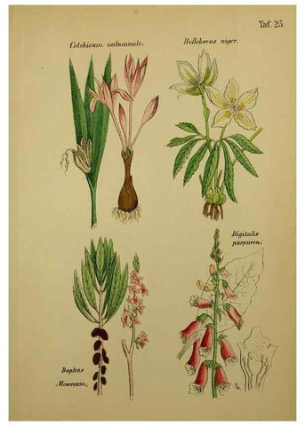 Reproducción/Reproduction 49578950731: Anleitung zu Anbau, Ernte und Verwendung der Arzneipflanzen.. Stuttgart,im Selbstverlag des Verfassers,1876.. 