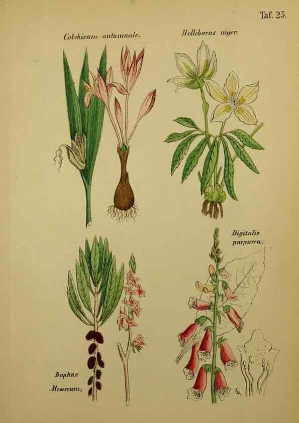 Reproducción/Reproduction 49578950731: Anleitung zu Anbau, Ernte und Verwendung der Arzneipflanzen.. Stuttgart,im Selbstverlag des Verfassers,1876.. 