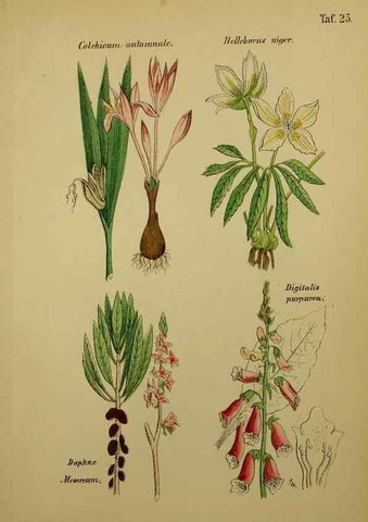 Reproducción/Reproduction 49578950731: Anleitung zu Anbau, Ernte und Verwendung der Arzneipflanzen.. Stuttgart,im Selbstverlag des Verfassers,1876.. 