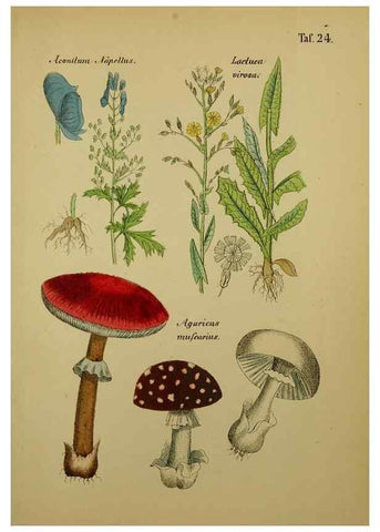 Reproducción/Reproduction 49578950906: Anleitung zu Anbau, Ernte und Verwendung der Arzneipflanzen.. Stuttgart,im Selbstverlag des Verfassers,1876.. 