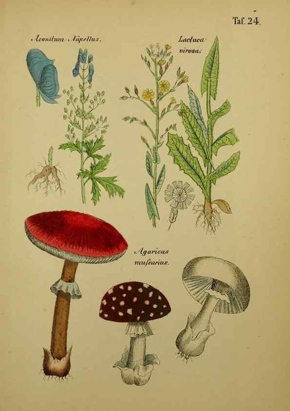 Reproducción/Reproduction 49578950906: Anleitung zu Anbau, Ernte und Verwendung der Arzneipflanzen.. Stuttgart,im Selbstverlag des Verfassers,1876.. 