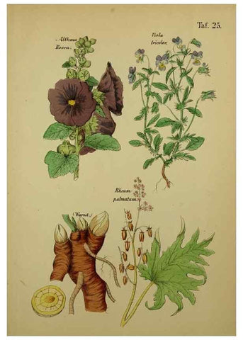 Reproducción/Reproduction 49578951081: Anleitung zu Anbau, Ernte und Verwendung der Arzneipflanzen.. Stuttgart,im Selbstverlag des Verfassers,1876.. 