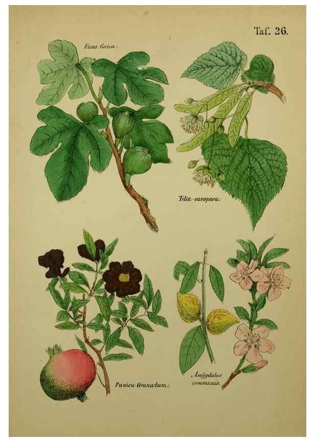 Reproducción/Reproduction 49578446578: Anleitung zu Anbau, Ernte und Verwendung der Arzneipflanzen.. Stuttgart,im Selbstverlag des Verfassers,1876.. 