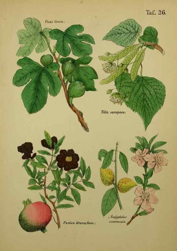 Reproducción/Reproduction 49578446578: Anleitung zu Anbau, Ernte und Verwendung der Arzneipflanzen.. Stuttgart,im Selbstverlag des Verfassers,1876.. 
