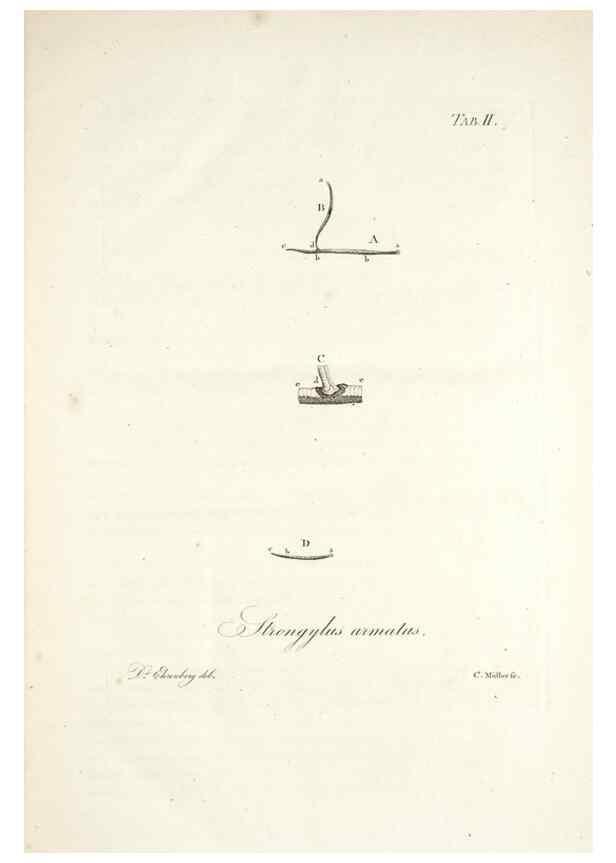 Reproducción/Reproduction 49578472068: Horae physicae Berolinenses :. Bonnae :Adolphi Marcus,1820.. 