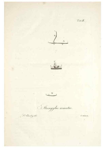 Reproducción/Reproduction 49578472068: Horae physicae Berolinenses :. Bonnae :Adolphi Marcus,1820.. 