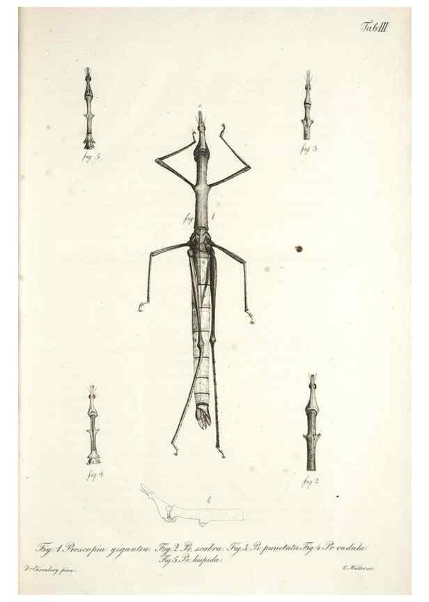 Reproducción/Reproduction 49579204177: Horae physicae Berolinenses :. Bonnae :Adolphi Marcus,1820.. 