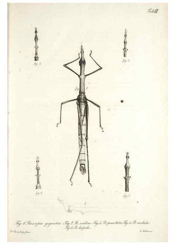 Reproducción/Reproduction 49579204177: Horae physicae Berolinenses :. Bonnae :Adolphi Marcus,1820.. 