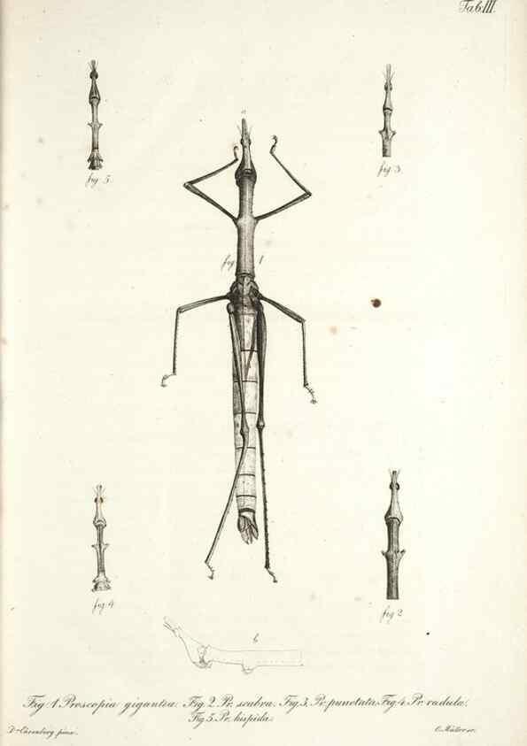 Reproducción/Reproduction 49579204177: Horae physicae Berolinenses :. Bonnae :Adolphi Marcus,1820.. 