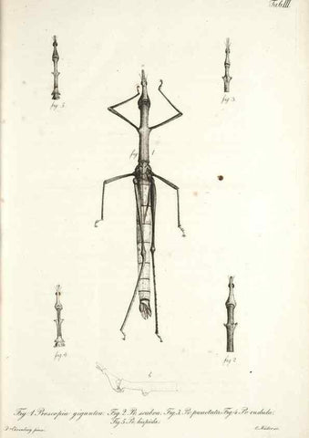 Reproducción/Reproduction 49579204177: Horae physicae Berolinenses :. Bonnae :Adolphi Marcus,1820.. 