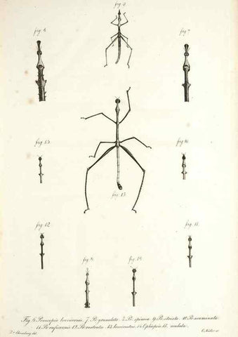Reproducción/Reproduction 49578472563: Horae physicae Berolinenses :. Bonnae :Adolphi Marcus,1820.. 