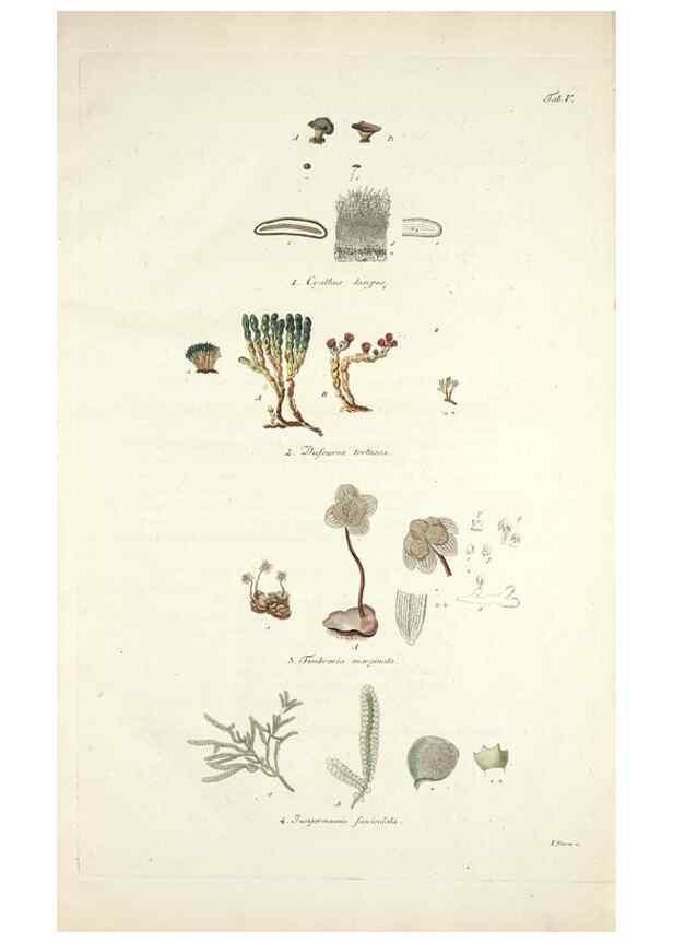 Reproducción/Reproduction 49578472843: Horae physicae Berolinenses :. Bonnae :Adolphi Marcus,1820.. 