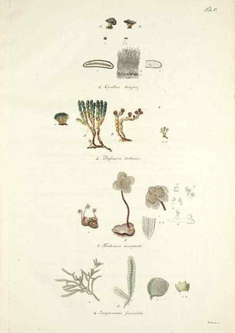 Reproducción/Reproduction 49578472843: Horae physicae Berolinenses :. Bonnae :Adolphi Marcus,1820.. 