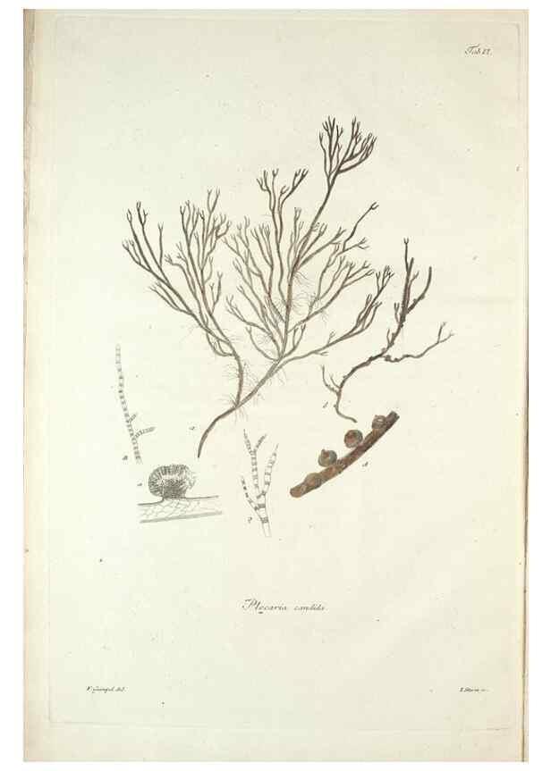Reproducción/Reproduction 49579204977: Horae physicae Berolinenses :. Bonnae :Adolphi Marcus,1820.. 