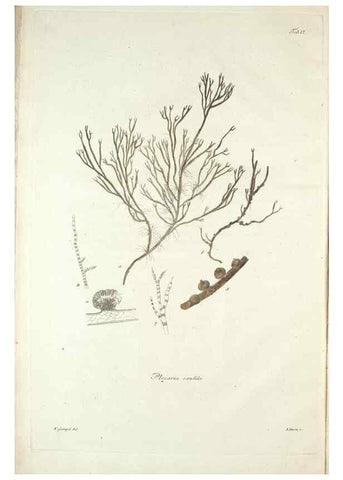 Reproducción/Reproduction 49579204977: Horae physicae Berolinenses :. Bonnae :Adolphi Marcus,1820.. 