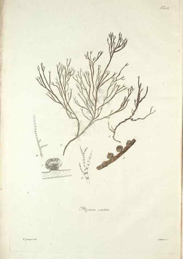 Reproducción/Reproduction 49579204977: Horae physicae Berolinenses :. Bonnae :Adolphi Marcus,1820.. 