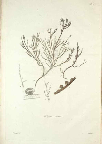 Reproducción/Reproduction 49579204977: Horae physicae Berolinenses :. Bonnae :Adolphi Marcus,1820.. 