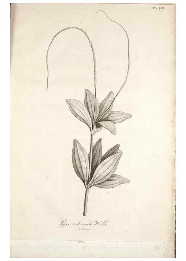 Reproducción/Reproduction 49579205437: Horae physicae Berolinenses :. Bonnae :Adolphi Marcus,1820.. 