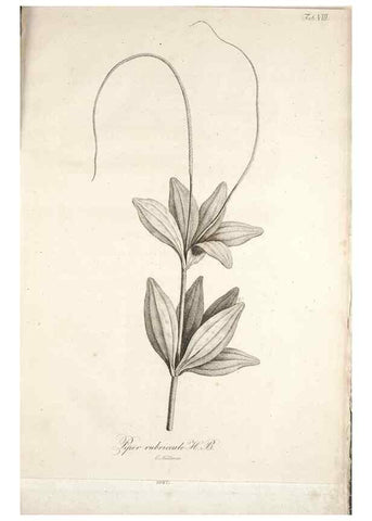 Reproducción/Reproduction 49579205437: Horae physicae Berolinenses :. Bonnae :Adolphi Marcus,1820.. 