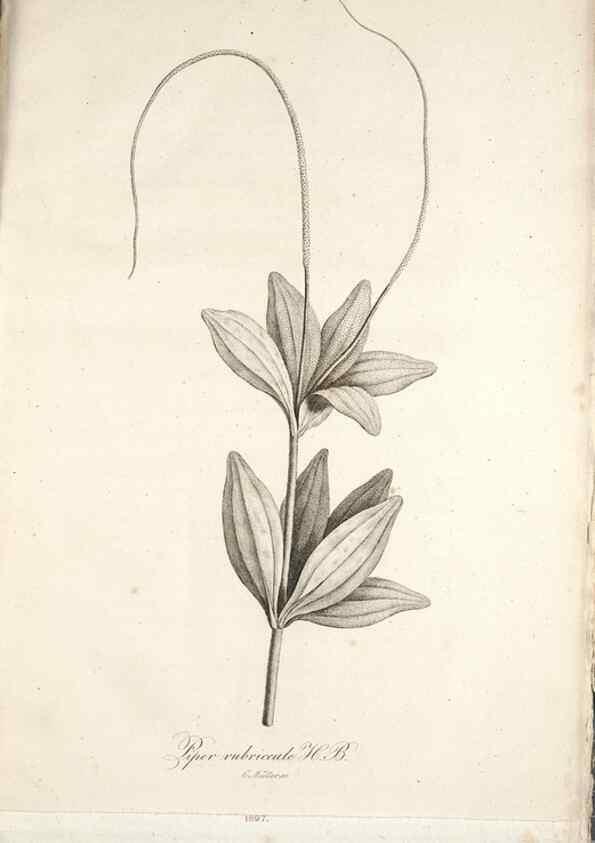 Reproducción/Reproduction 49579205437: Horae physicae Berolinenses :. Bonnae :Adolphi Marcus,1820.. 