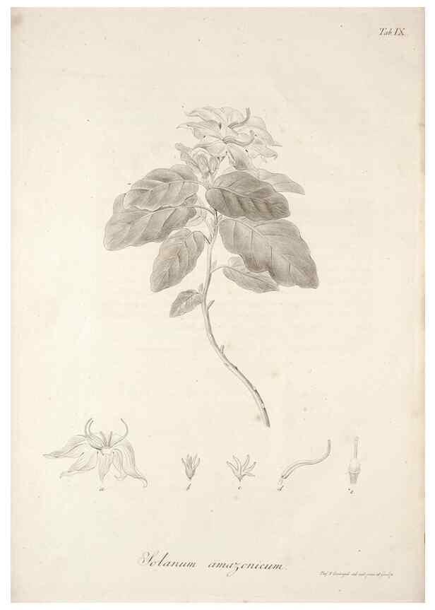 Reproducción/Reproduction 49578978661: Horae physicae Berolinenses :. Bonnae :Adolphi Marcus,1820.. 