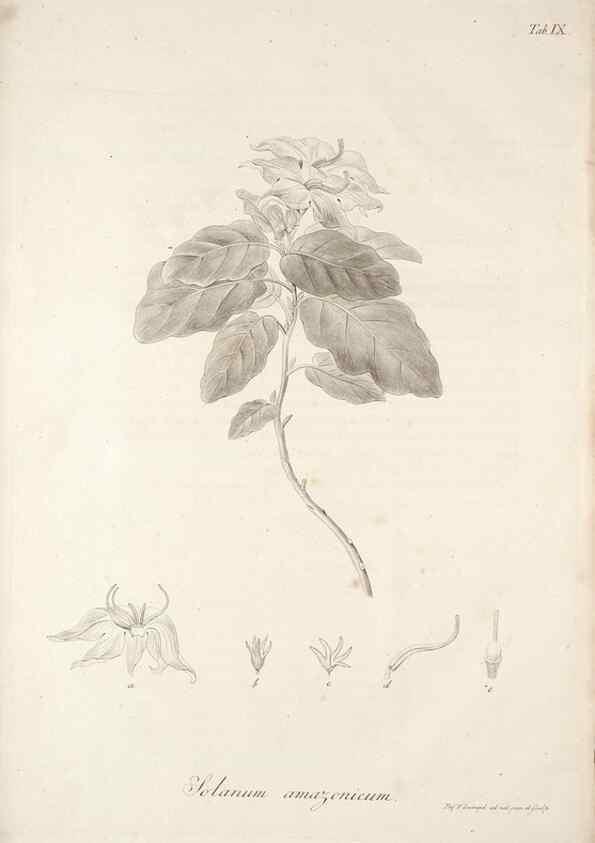 Reproducción/Reproduction 49578978661: Horae physicae Berolinenses :. Bonnae :Adolphi Marcus,1820.. 