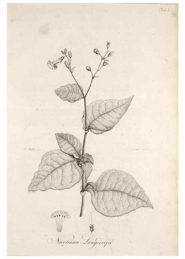 Reproducción/Reproduction 49579205862: Horae physicae Berolinenses :. Bonnae :Adolphi Marcus,1820.. 