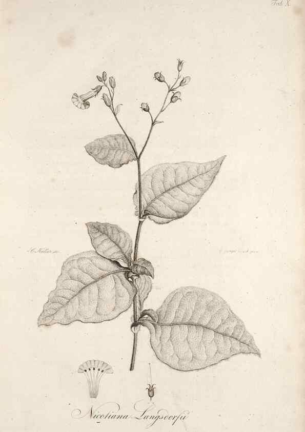 Reproducción/Reproduction 49579205862: Horae physicae Berolinenses :. Bonnae :Adolphi Marcus,1820.. 
