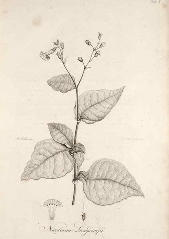 Reproducción/Reproduction 49579205862: Horae physicae Berolinenses :. Bonnae :Adolphi Marcus,1820.. 