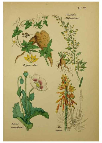 Reproducción/Reproduction 49579176487: Anleitung zu Anbau, Ernte und Verwendung der Arzneipflanzen.. Stuttgart,im Selbstverlag des Verfassers,1876.. 