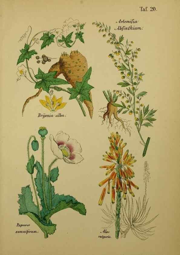 Reproducción/Reproduction 49579176487: Anleitung zu Anbau, Ernte und Verwendung der Arzneipflanzen.. Stuttgart,im Selbstverlag des Verfassers,1876.. 