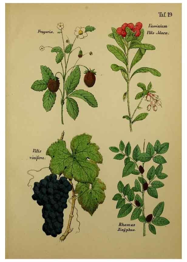 Reproducción/Reproduction 49579176327: Anleitung zu Anbau, Ernte und Verwendung der Arzneipflanzen.. Stuttgart,im Selbstverlag des Verfassers,1876.. 