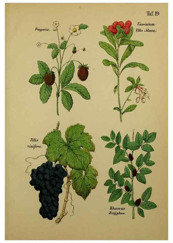 Reproducción/Reproduction 49579176327: Anleitung zu Anbau, Ernte und Verwendung der Arzneipflanzen.. Stuttgart,im Selbstverlag des Verfassers,1876.. 