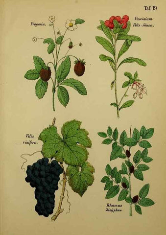 Reproducción/Reproduction 49579176327: Anleitung zu Anbau, Ernte und Verwendung der Arzneipflanzen.. Stuttgart,im Selbstverlag des Verfassers,1876.. 