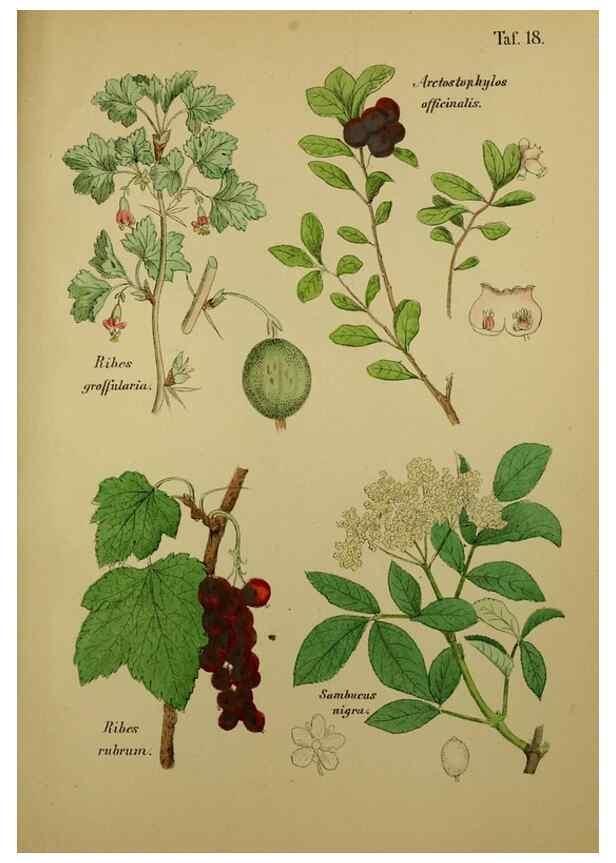 Reproducción/Reproduction 49578949986: Anleitung zu Anbau, Ernte und Verwendung der Arzneipflanzen.. Stuttgart,im Selbstverlag des Verfassers,1876.. 