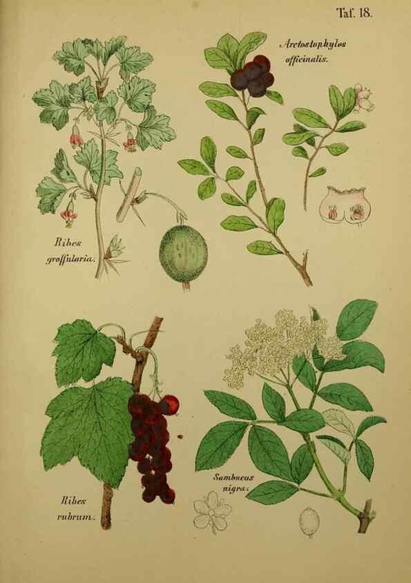 Reproducción/Reproduction 49578949986: Anleitung zu Anbau, Ernte und Verwendung der Arzneipflanzen.. Stuttgart,im Selbstverlag des Verfassers,1876.. 
