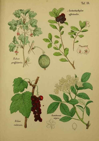 Reproducción/Reproduction 49578949986: Anleitung zu Anbau, Ernte und Verwendung der Arzneipflanzen.. Stuttgart,im Selbstverlag des Verfassers,1876.. 