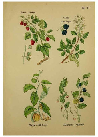 Reproducción/Reproduction 49579175972: Anleitung zu Anbau, Ernte und Verwendung der Arzneipflanzen.. Stuttgart,im Selbstverlag des Verfassers,1876.. 