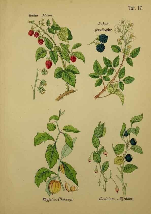 Reproducción/Reproduction 49579175972: Anleitung zu Anbau, Ernte und Verwendung der Arzneipflanzen.. Stuttgart,im Selbstverlag des Verfassers,1876.. 