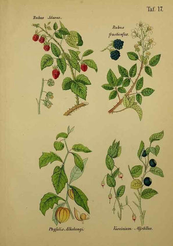 Reproducción/Reproduction 49579175972: Anleitung zu Anbau, Ernte und Verwendung der Arzneipflanzen.. Stuttgart,im Selbstverlag des Verfassers,1876.. 
