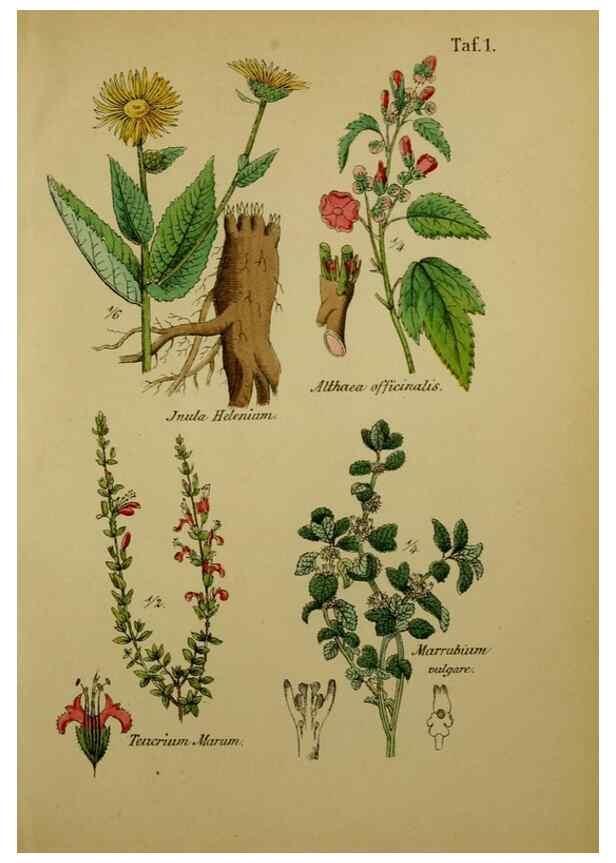 Reproducción/Reproduction 49578946656: Anleitung zu Anbau, Ernte und Verwendung der Arzneipflanzen.. Stuttgart,im Selbstverlag des Verfassers,1876.. 