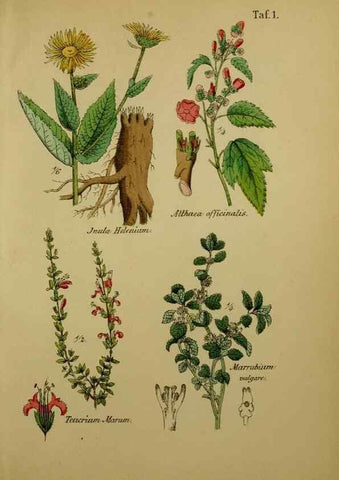 Reproducción/Reproduction 49578946656: Anleitung zu Anbau, Ernte und Verwendung der Arzneipflanzen.. Stuttgart,im Selbstverlag des Verfassers,1876.. 