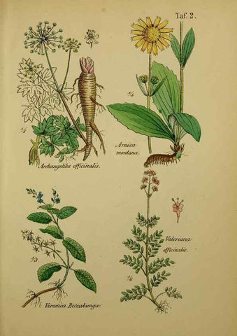 Reproducción/Reproduction 49578946926: Anleitung zu Anbau, Ernte und Verwendung der Arzneipflanzen.. Stuttgart,im Selbstverlag des Verfassers,1876.. 